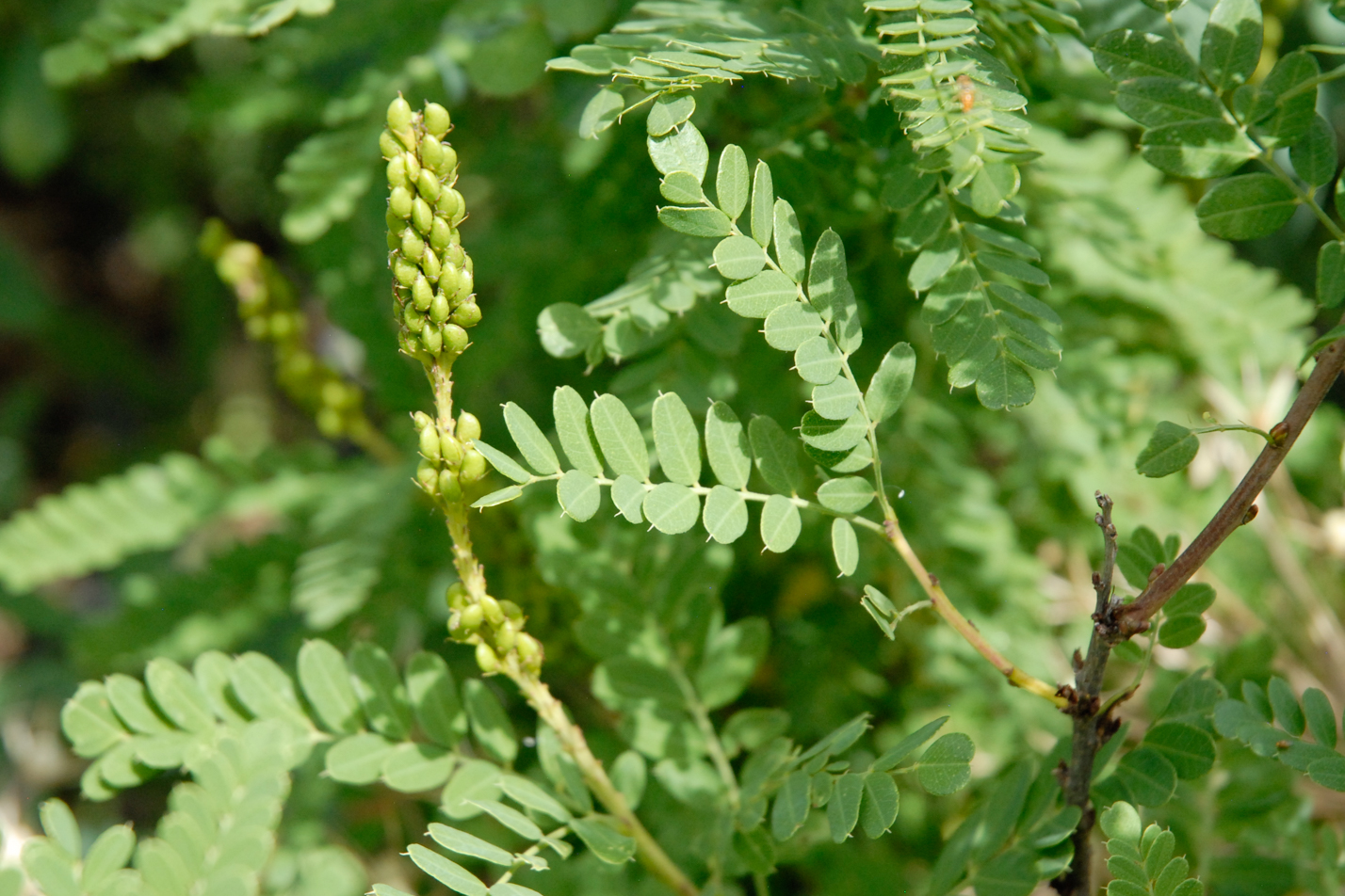 Dwarf False Indigo